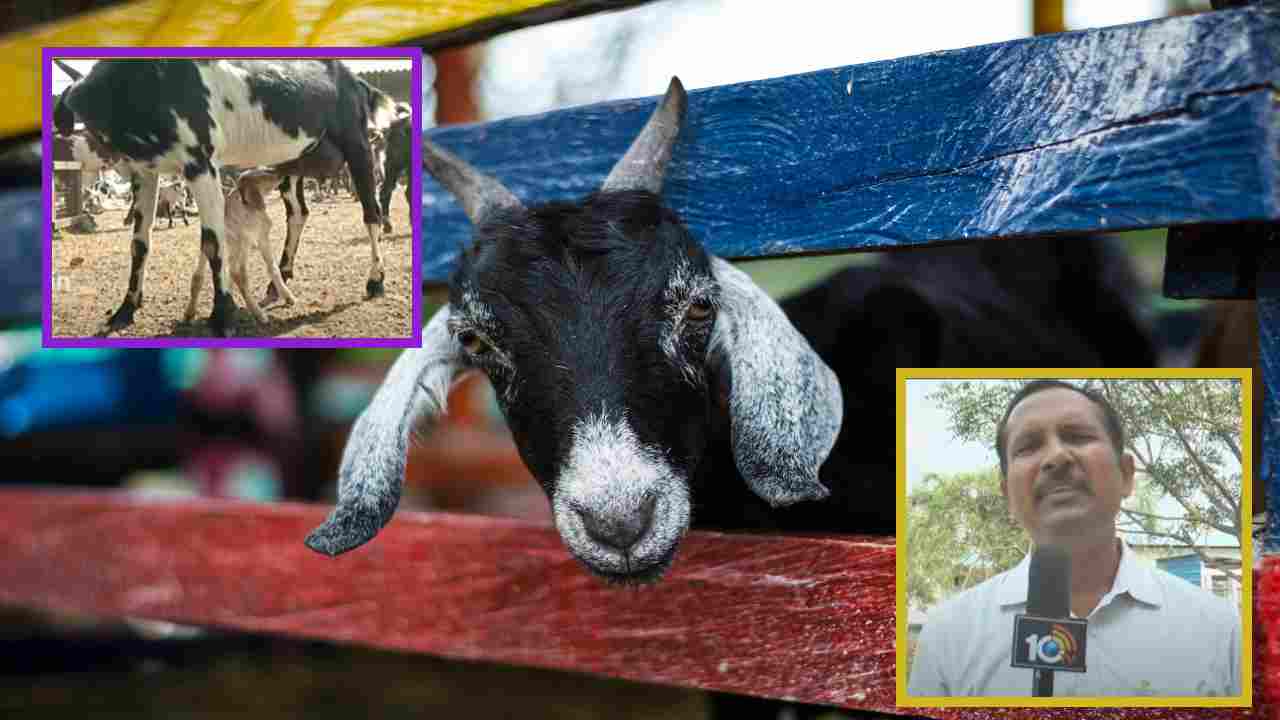 Goat And Sheep Farming : వ్యాపార సరళిలో జీవాల పెంపకంతో మెరుగైన జీవనోపాధి ! Goat And Sheep Farming : వ్యాపార సరళిలో జీవాల పెంపకంతో మెరుగైన జీవనోపాధి !