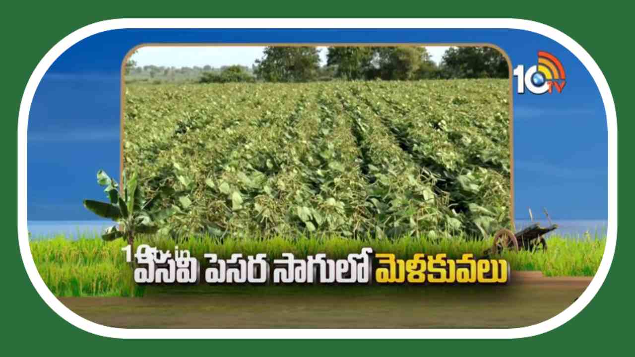 Green Gram Cultivation : వేసవి పెసర సాగులో మేలైన యాజమాన్యం…అందుబాటులో అధిక దిగుబడినిచ్చే రకాలు Green Gram Cultivation : వేసవి పెసర సాగులో మేలైన యాజమాన్యం…అందుబాటులో అధిక దిగుబడినిచ్చే రకాలు