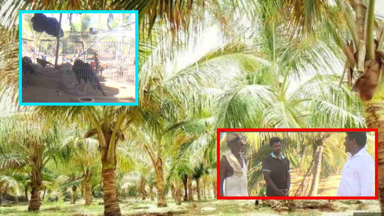 Sameekrutha Vyavasayam : కొబ్బరితో పాటు చేపలు , కోళ్లు పెంచుతున్న ఏలూరు జిల్లా రైతు Sameekrutha Vyavasayam : కొబ్బరితో పాటు చేపలు , కోళ్లు పెంచుతున్న ఏలూరు జిల్లా రైతు