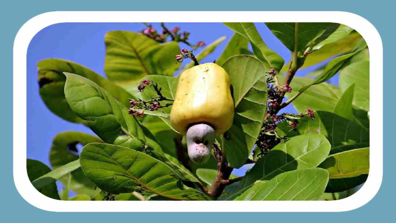 Jeedi Mamidi Cultivation : అధిక దిగుబడి కోసం పూతదశలో జీడి మామిడి తోటల్లో చేపట్టాల్సిన మేలైన యాజమాన్య పద్ధతులు Jeedi Mamidi Cultivation : అధిక దిగుబడి కోసం పూతదశలో జీడి మామిడి తోటల్లో చేపట్టాల్సిన మేలైన యాజమాన్య పద్ధతులు