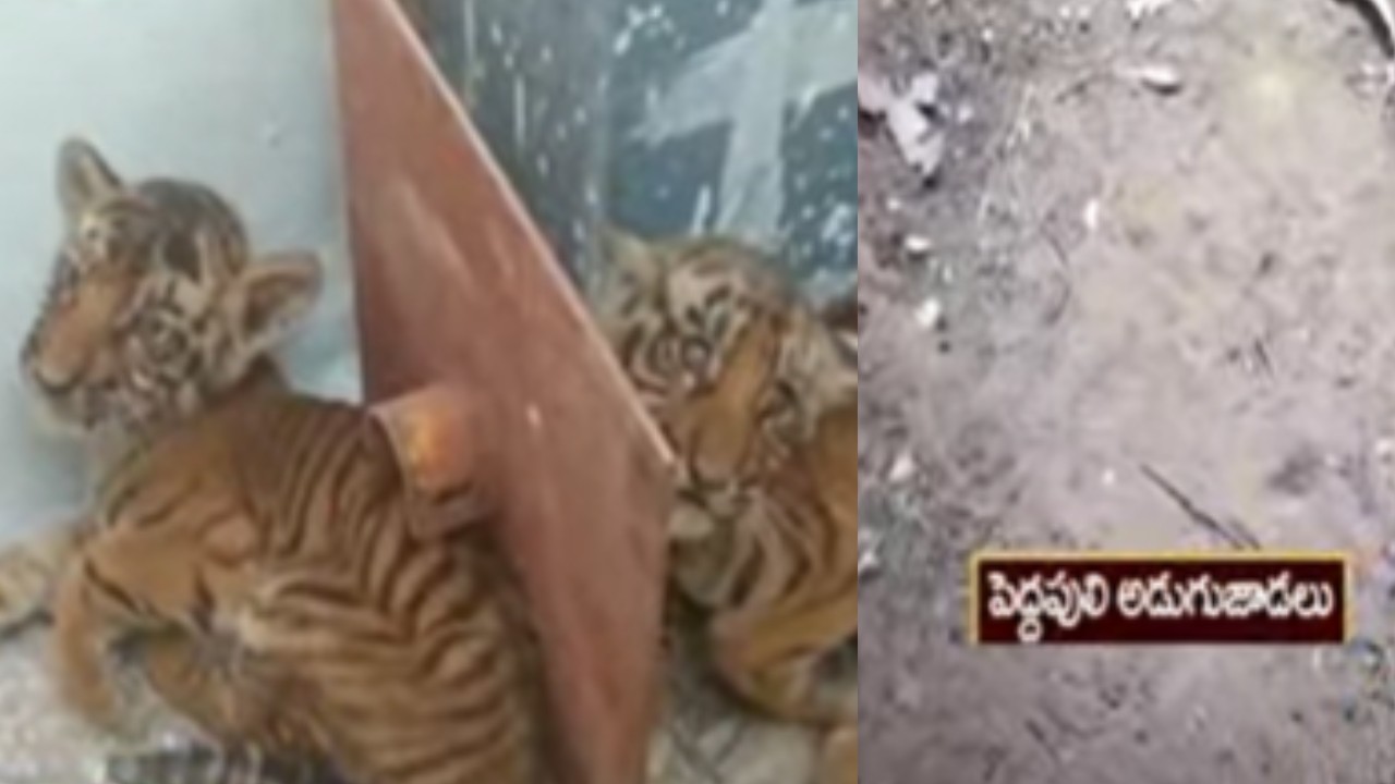 Tiger Nandyala : నంద్యాల జిల్లా కొత్తపల్లి మండలంలో కనిపించిన పెద్దపులి Tiger Nandyala : నంద్యాల జిల్లా కొత్తపల్లి మండలంలో కనిపించిన పెద్దపులి