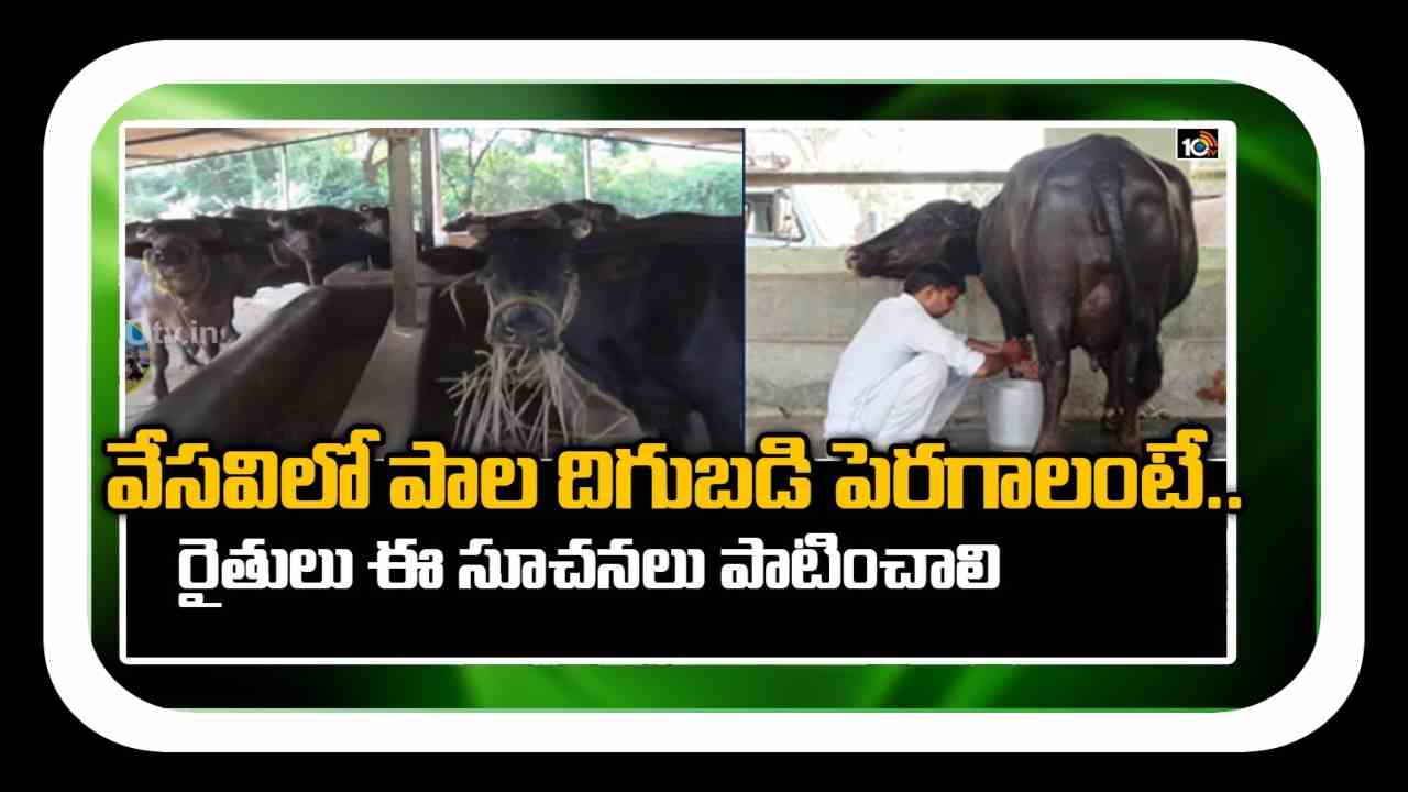 Summer Management : వేసవిలో పాడిపశువుల సంరక్షణ… అధిక పాల దిగుబడి కోసం చేపట్టాల్సిన మెళకువలు Summer Management : వేసవిలో పాడిపశువుల సంరక్షణ… అధిక పాల దిగుబడి కోసం చేపట్టాల్సిన మెళకువలు