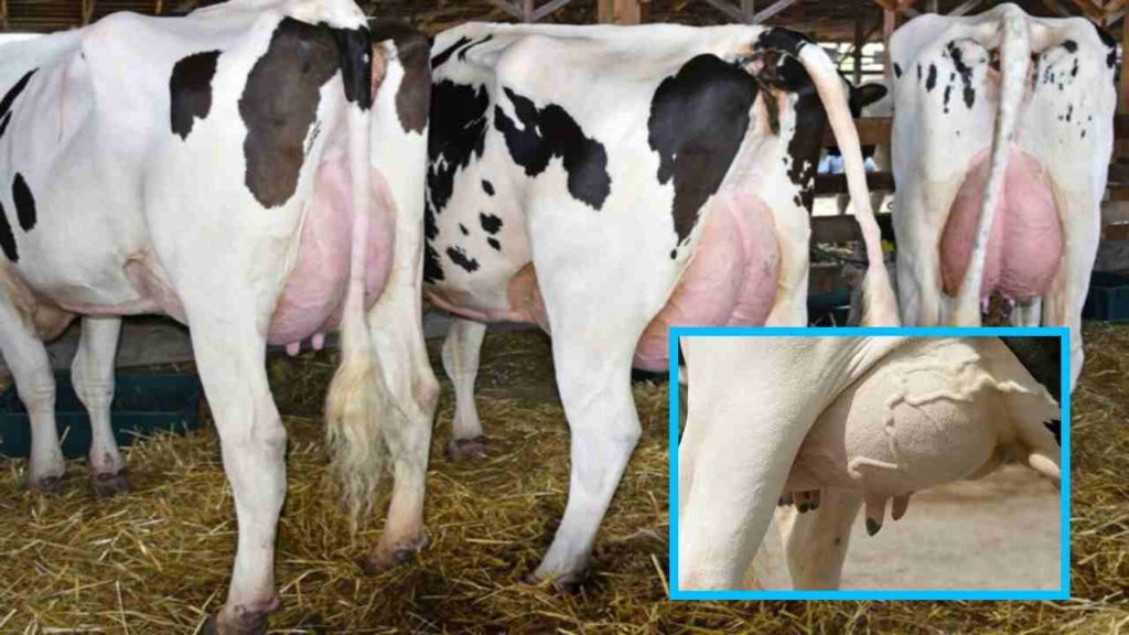 Mastitis in dairy cattle, prevention
