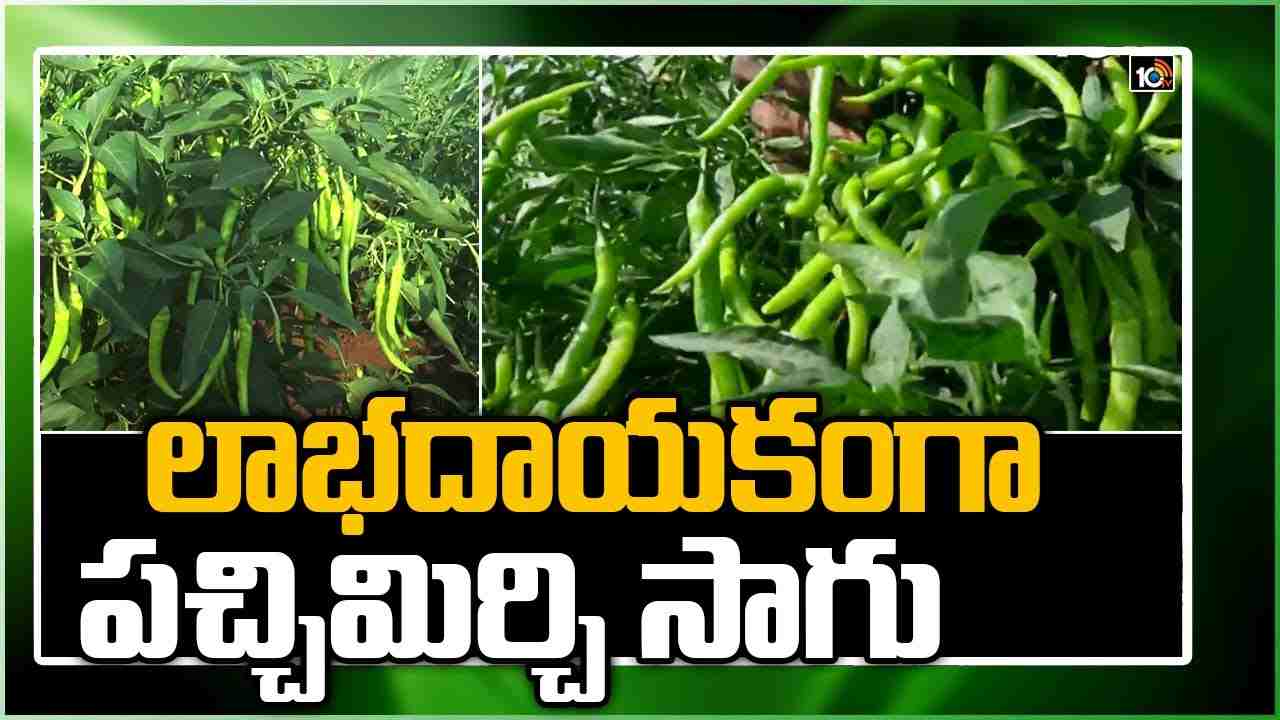 Cultivation Of Mirchi Crop : లాభదాయకంగా పచ్చిమిర్చి సాగు Cultivation Of Mirchi Crop : లాభదాయకంగా పచ్చిమిర్చి సాగు