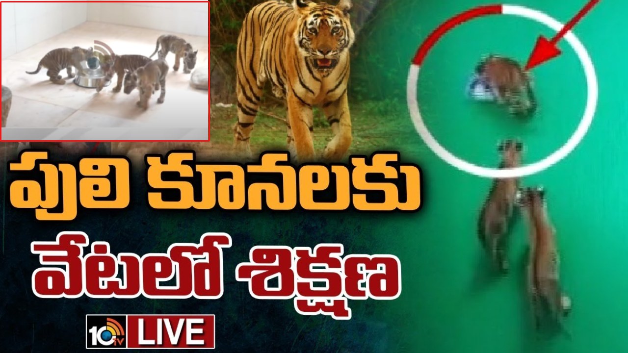Nandyala Tiger : తల్లికి దూరమైన పులికూనలకు వేటాడటం నేర్పించునున్న అధికారులు.. Nandyala Tiger : తల్లికి దూరమైన పులికూనలకు వేటాడటం నేర్పించునున్న అధికారులు..