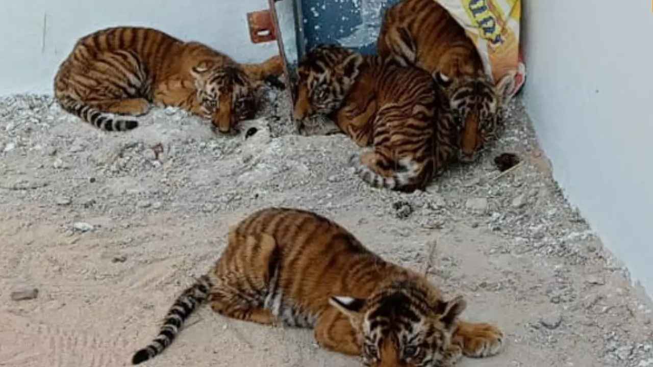 Nandyala Tiger Issue : ముగిసిన ఆపరేషన్ టైగర్.. దొరకని తల్లి పులి జాడ, తిరుపతి జూకి 4 పులి కూనలు Nandyala Tiger Issue : ముగిసిన ఆపరేషన్ టైగర్.. దొరకని తల్లి పులి జాడ, తిరుపతి జూకి 4 పులి కూనలు