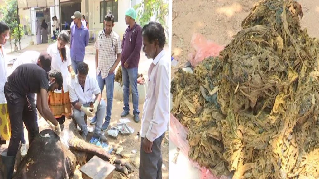 Cow Eat 50kgs Plastic