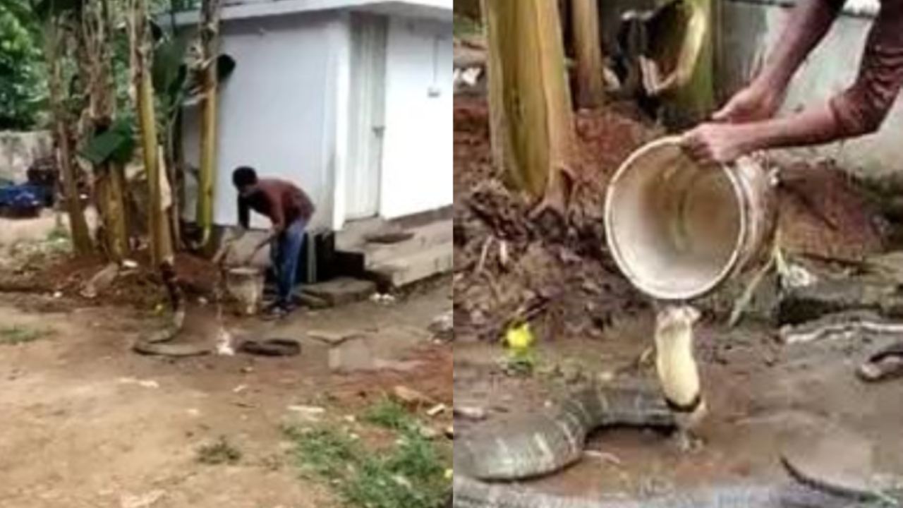 A man feeds water to a cobra : కోబ్రా దాహం తీర్చడానికి ప్రాణాలకు తెగించాడు.. A man feeds water to a cobra : కోబ్రా దాహం తీర్చడానికి ప్రాణాలకు తెగించాడు..