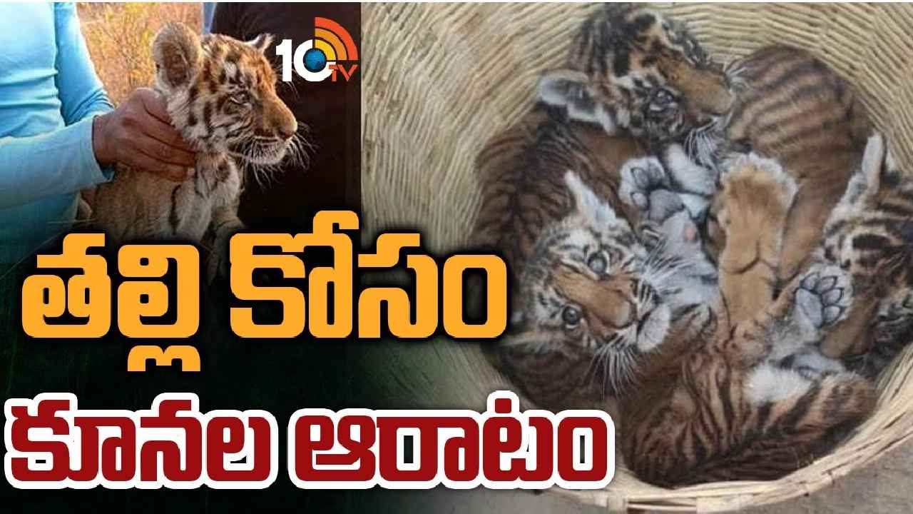 Operation Mother Tiger : ఆపరేషన్ తల్లి పులి.. పెద్ద పులి ఎక్కడ? జాడ కోసం కొనసాగుతున్న సెర్చ్ Operation Mother Tiger : ఆపరేషన్ తల్లి పులి.. పెద్ద పులి ఎక్కడ? జాడ కోసం కొనసాగుతున్న సెర్చ్