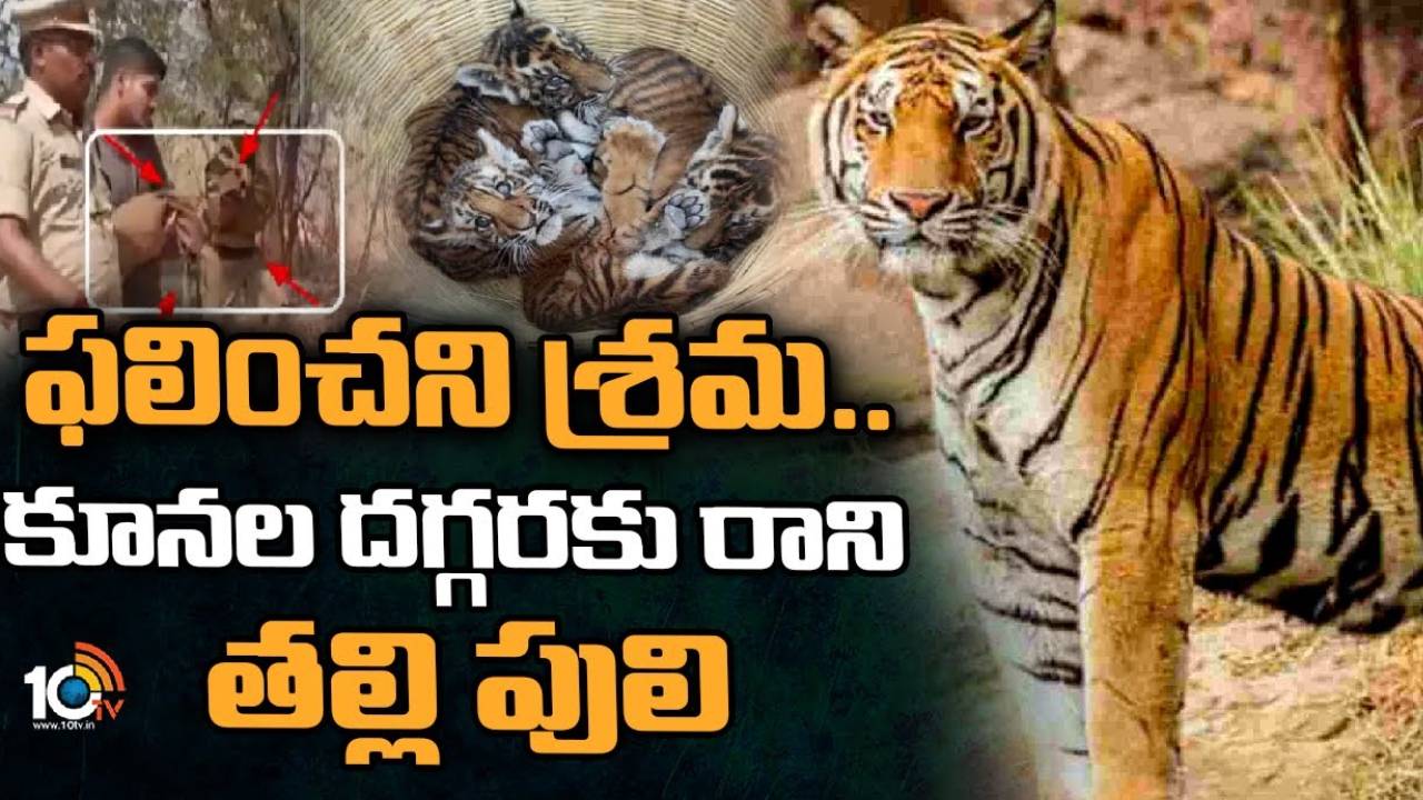 Operation Tiger T108 : నల్లమల అడవిలో ‘ఆపరేషన్ మదర్ టైగర్ 108 ఫెయిల్’ పిల్లికూనల వద్దకు రాని తల్లి.. ఆందోళనలో అధికారులు Operation Tiger T108 : నల్లమల అడవిలో ‘ఆపరేషన్ మదర్ టైగర్ 108 ఫెయిల్’ పిల్లికూనల వద్దకు రాని తల్లి.. ఆందోళనలో అధికారులు