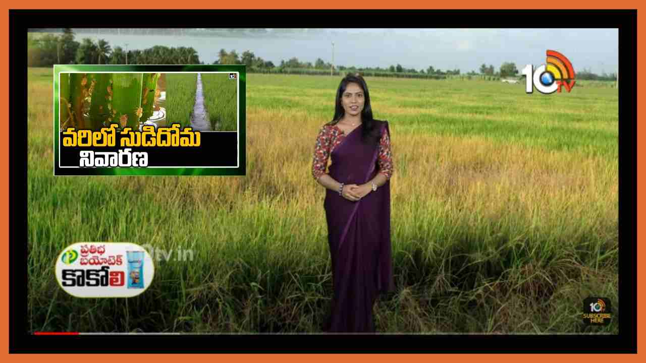 Paddy Cultivation : వరిలో కాండంతొలుచు పురుగు, సుడిదోమ ఉధృతి… నివారణకు సమగ్ర సస్యరక్షణ చర్యలు Paddy Cultivation : వరిలో కాండంతొలుచు పురుగు, సుడిదోమ ఉధృతి… నివారణకు సమగ్ర సస్యరక్షణ చర్యలు