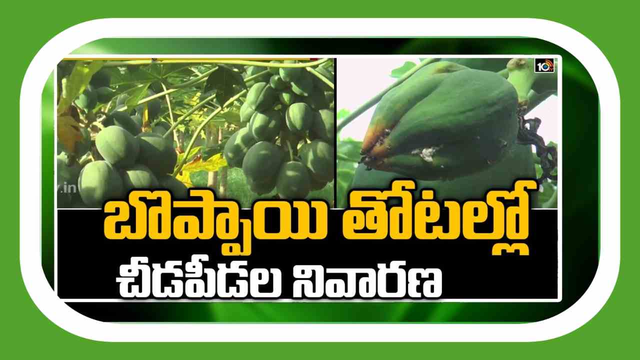 Papaya Cultivation Techniques : బొప్పాయిలో చీడపీడల బెడద – నివారణకు శాస్త్రవేత్తల సూచనలు Papaya Cultivation Techniques : బొప్పాయిలో చీడపీడల బెడద – నివారణకు శాస్త్రవేత్తల సూచనలు