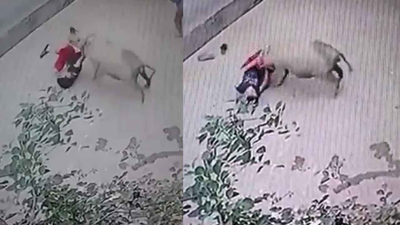 Pig Attacks Kid : షాకింగ్.. ఇంటి ముందు ఆడుకుంటున్న బాలుడిపై పంది దాడి, తీవ్ర గాయాలు.. వీడియో వైరల్ Pig Attacks Kid : షాకింగ్.. ఇంటి ముందు ఆడుకుంటున్న బాలుడిపై పంది దాడి, తీవ్ర గాయాలు.. వీడియో వైరల్