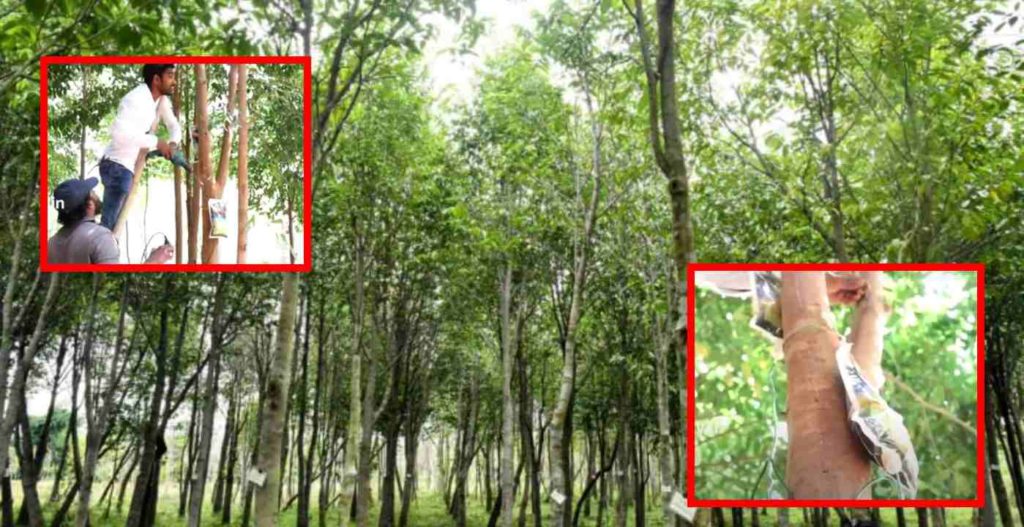 Poisoning the trees in saline.. profits in lakhs