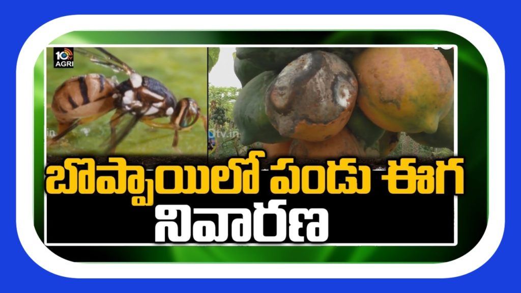 Prevention of Fruit Fly In Papaya
