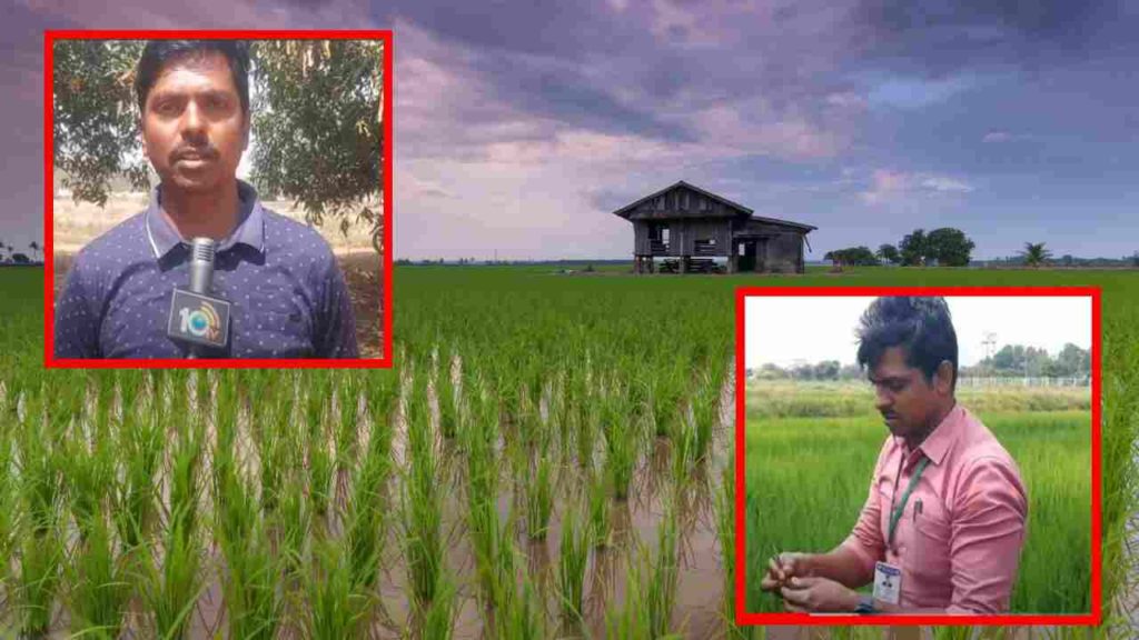 Prevention of pests in rice, suggestions of scientists to farmers!
