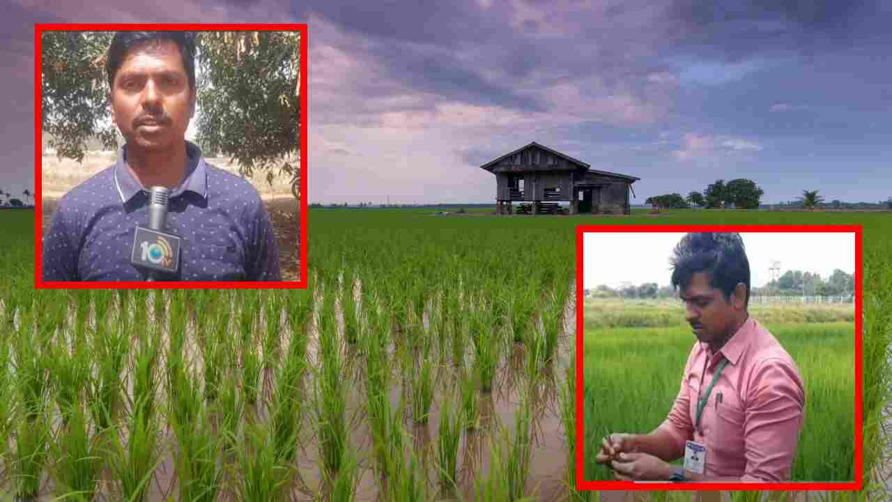 Prevention Of Pests : వరిలో చీడపీడల నివారణ, రైతులకు శాస్త్రవేత్తల సూచనలు ! Prevention Of Pests : వరిలో చీడపీడల నివారణ, రైతులకు శాస్త్రవేత్తల సూచనలు !