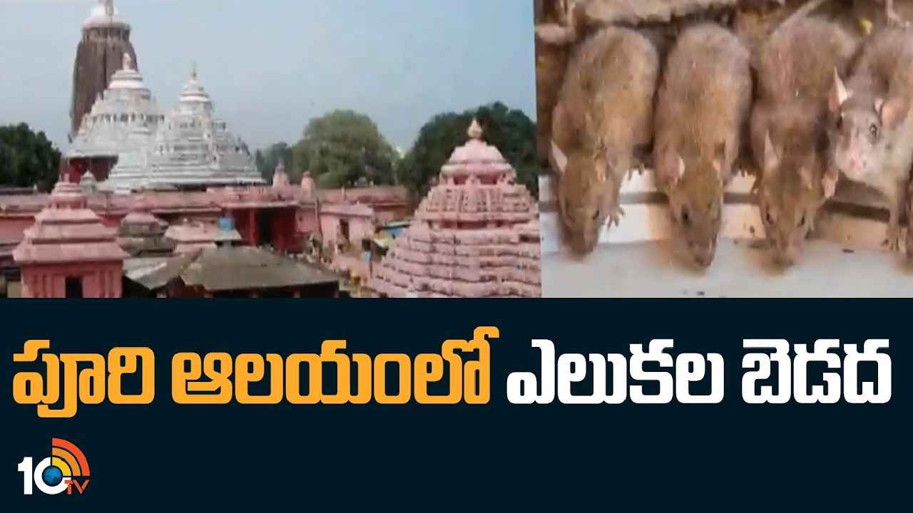 Puri Jagannath Temple Rats : పూరి ఆలయం‎లో ఎలుకల బెడద