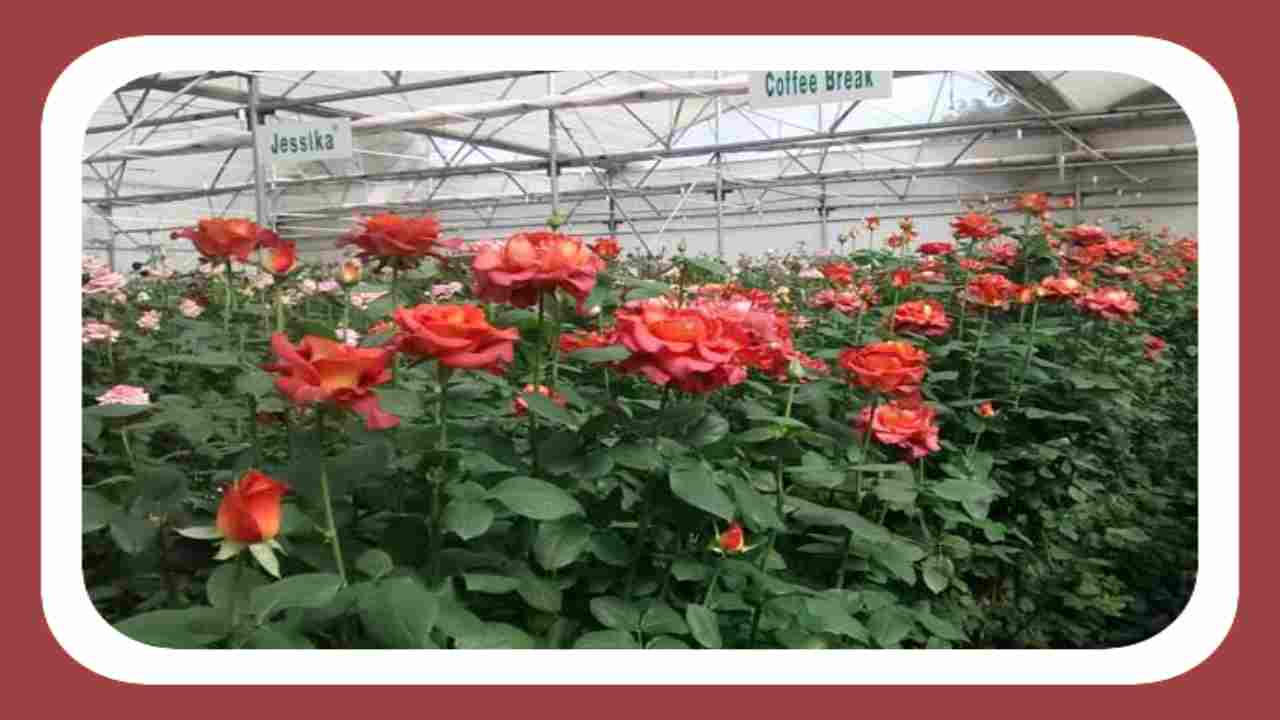 cultivation of rose flowers : గులాబి పూల సాగు చేపట్టి మంచి లాభాలను ఆర్జిస్తూ..! cultivation of rose flowers : గులాబి పూల సాగు చేపట్టి మంచి లాభాలను ఆర్జిస్తూ..!