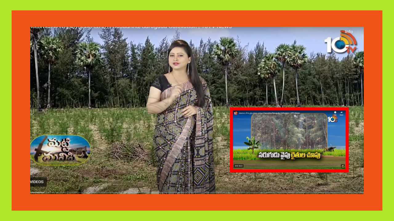 Sarugudu Cultivation : రైతులకు ఆర్ధిక చేయూతనందిస్తున్న సరుగుడు సాగు Sarugudu Cultivation : రైతులకు ఆర్ధిక చేయూతనందిస్తున్న సరుగుడు సాగు