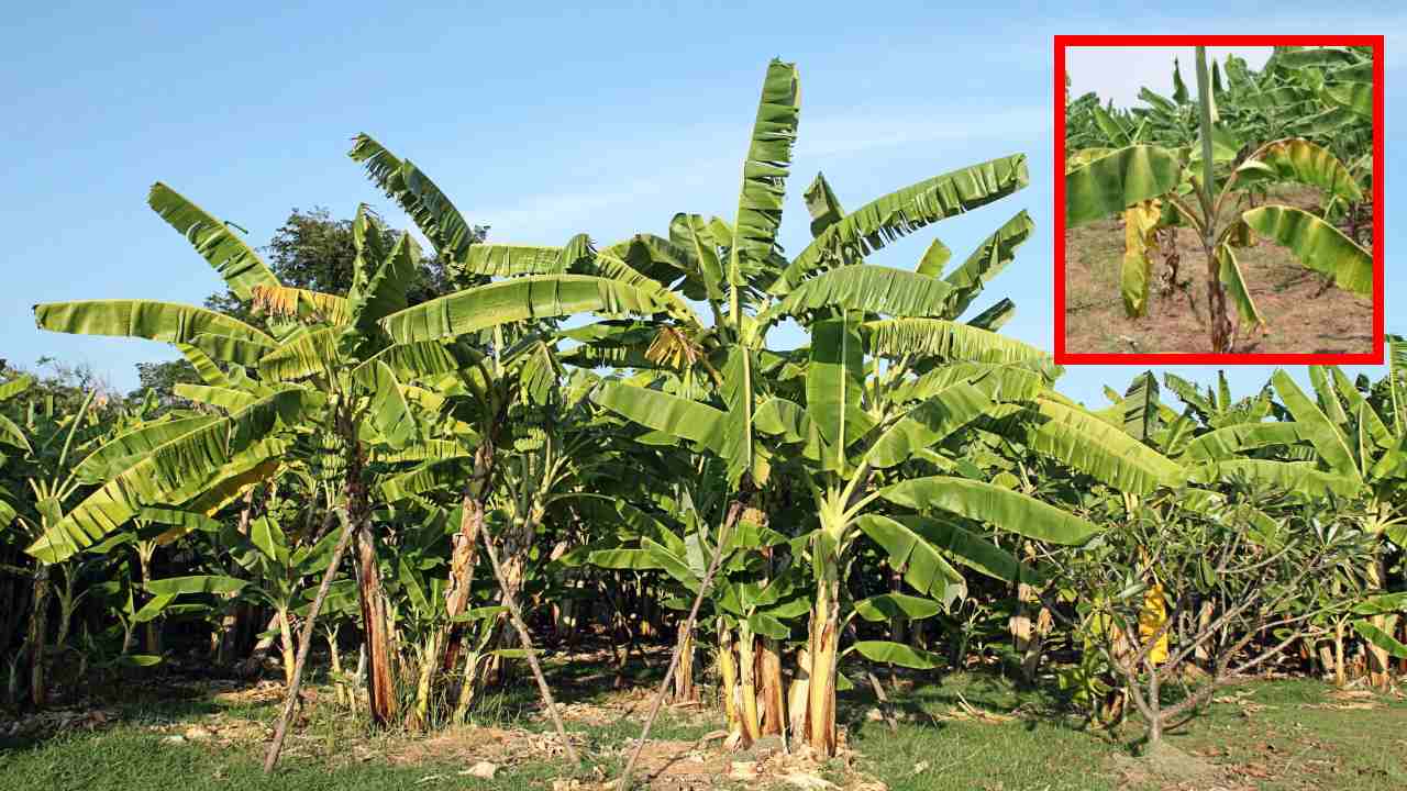 Zinc Deficiency In Banana : అరటిలో జింకుదాతు లోపం నివారణకు శాస్త్రవేత్తల సూచనలు Zinc Deficiency In Banana : అరటిలో జింకుదాతు లోపం నివారణకు శాస్త్రవేత్తల సూచనలు