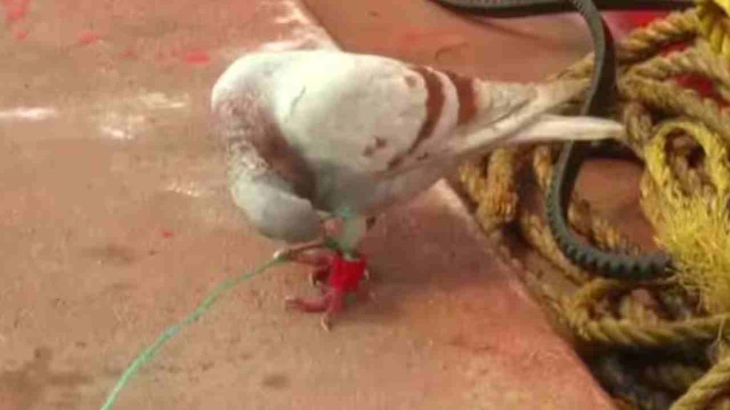 Spy Pigeon In Odisha