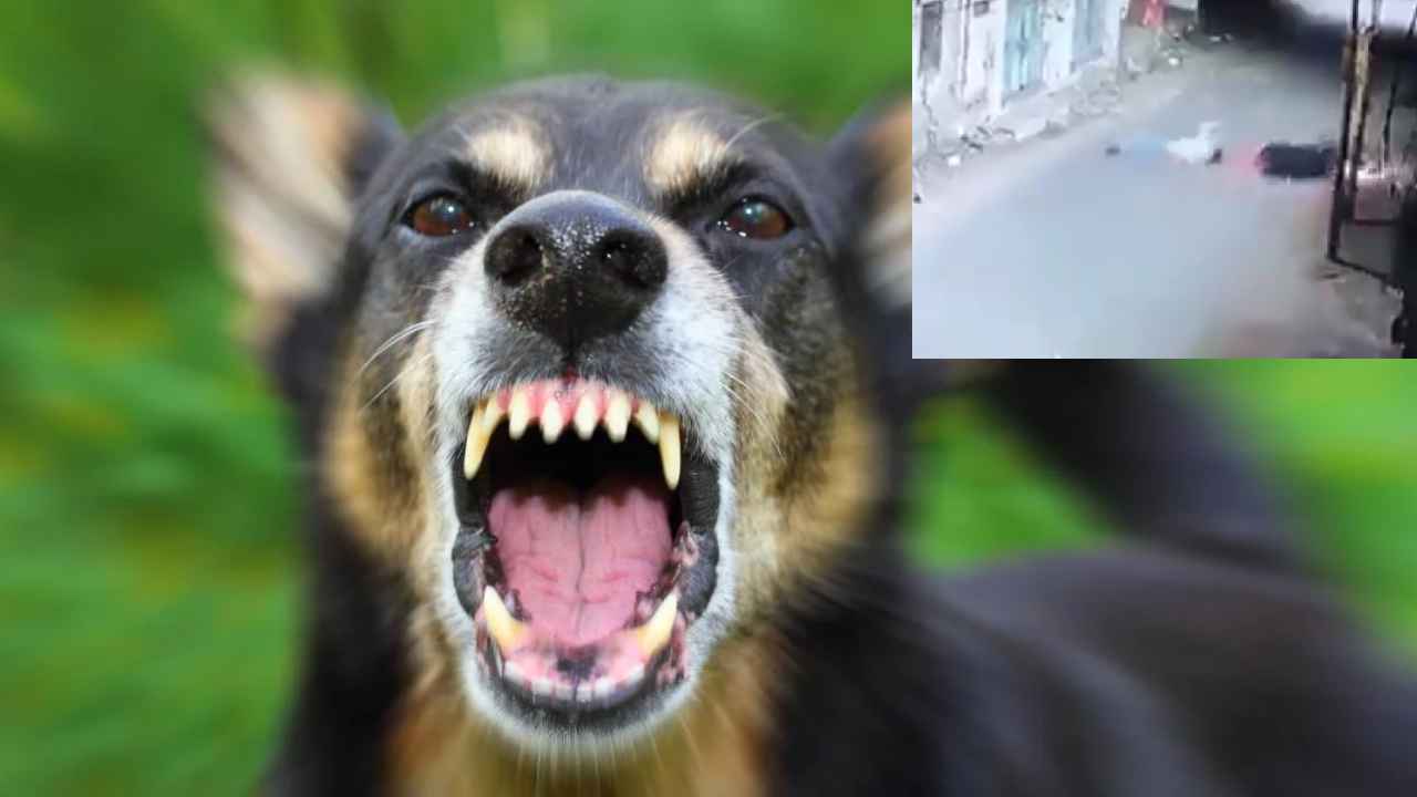 Stray Dog Chase : వెంబడించిన కుక్కలు, తప్పించుకునే ప్రయత్నంలో ఘోర ప్రమాదం.. షాకింగ్ వీడియో Stray Dog Chase : వెంబడించిన కుక్కలు, తప్పించుకునే ప్రయత్నంలో ఘోర ప్రమాదం.. షాకింగ్ వీడియో