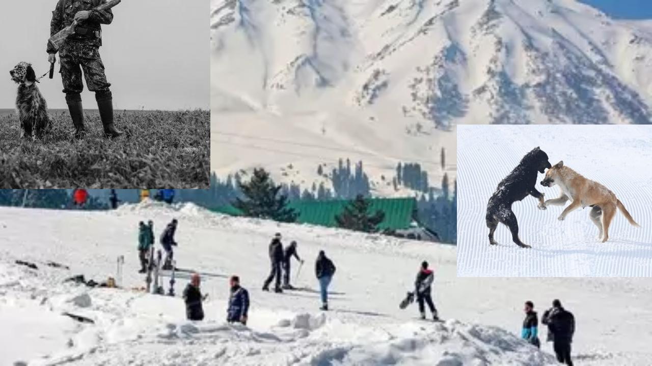 Stray Dogs Indian Soldiers : మంచుకొండల్లో భారత సైనికులకు సహాయంగా వీధి కుక్కలు .. ఆర్మీని అప్రమత్తం చేస్తున్న స్ట్రీట్ ఫ్రెండ్స్ Stray Dogs Indian Soldiers : మంచుకొండల్లో భారత సైనికులకు సహాయంగా వీధి కుక్కలు .. ఆర్మీని అప్రమత్తం చేస్తున్న స్ట్రీట్ ఫ్రెండ్స్