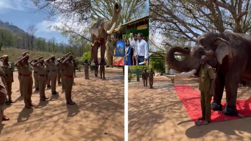 Tamil Nadu Forest Department Kumki Elephant Kaleem Retirement 