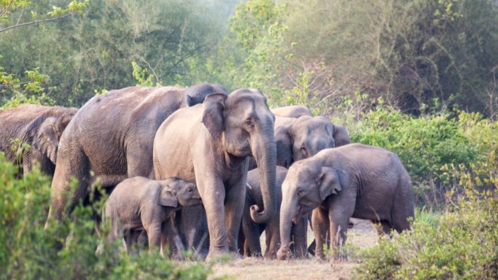 Three elephants electrocuted while crossing fence
