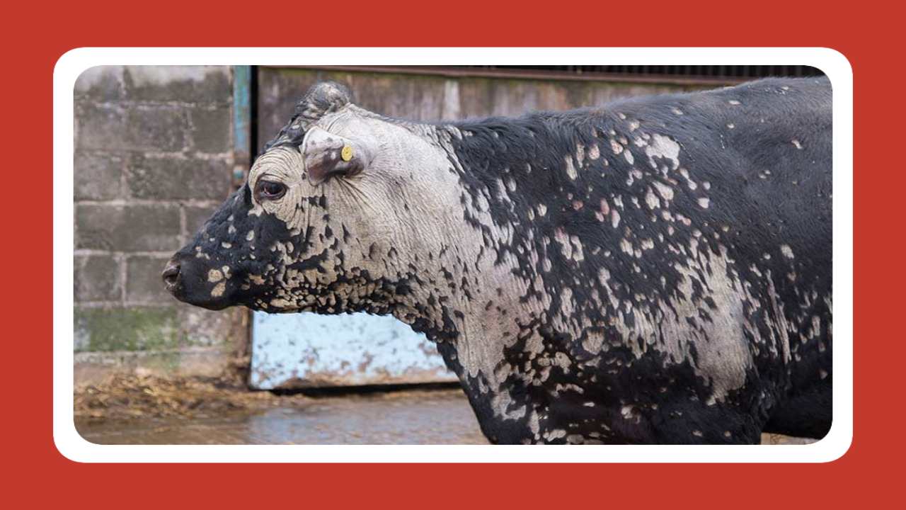 Cattle Diseases : పాడిపశువుల్లో గొంతువాపు వ్యాధి…నివారణ చర్యలు Cattle Diseases : పాడిపశువుల్లో గొంతువాపు వ్యాధి…నివారణ చర్యలు