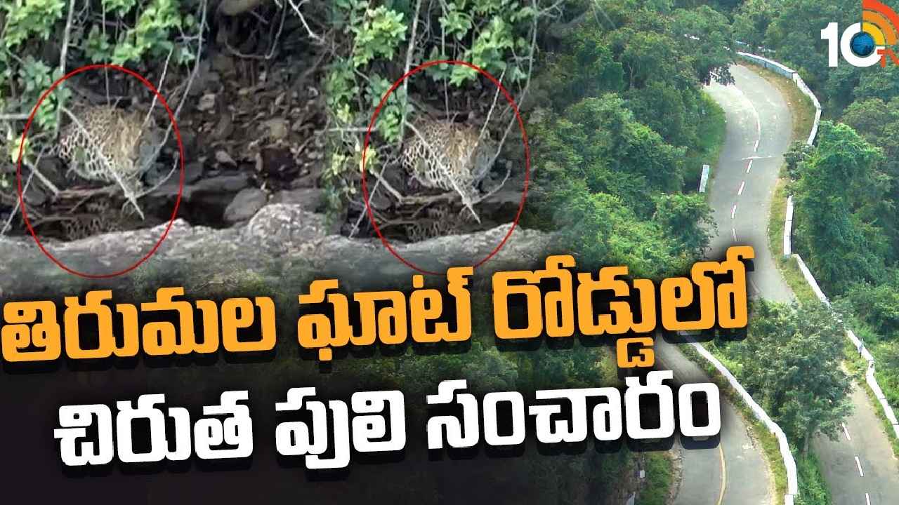 Tirumala Leopard : తిరుమలలో చిరుత సంచారం.. భయాందోళనలో భక్తులు Tirumala Leopard : తిరుమలలో చిరుత సంచారం.. భయాందోళనలో భక్తులు