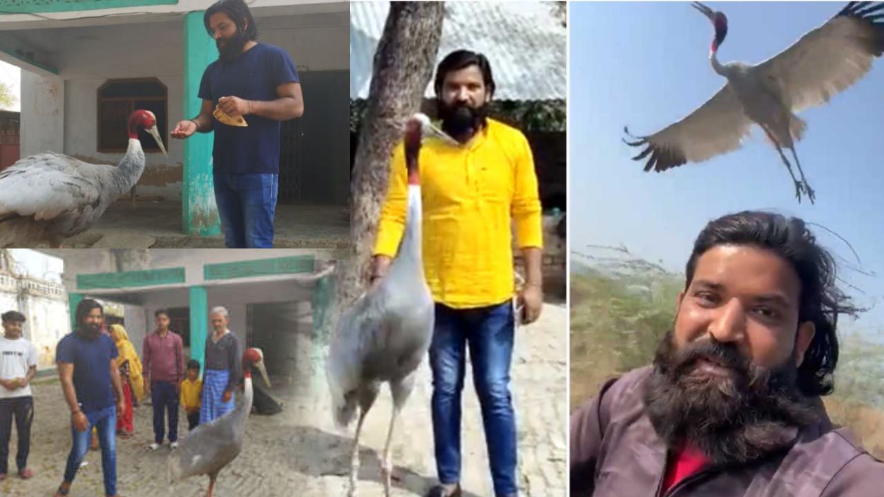 UP Man- stork Friendship : ప్రాణం కాపాడిన యువకుడితో కలిసి జీవిస్తున్న కొంగ UP Man- stork Friendship : ప్రాణం కాపాడిన యువకుడితో కలిసి జీవిస్తున్న కొంగ