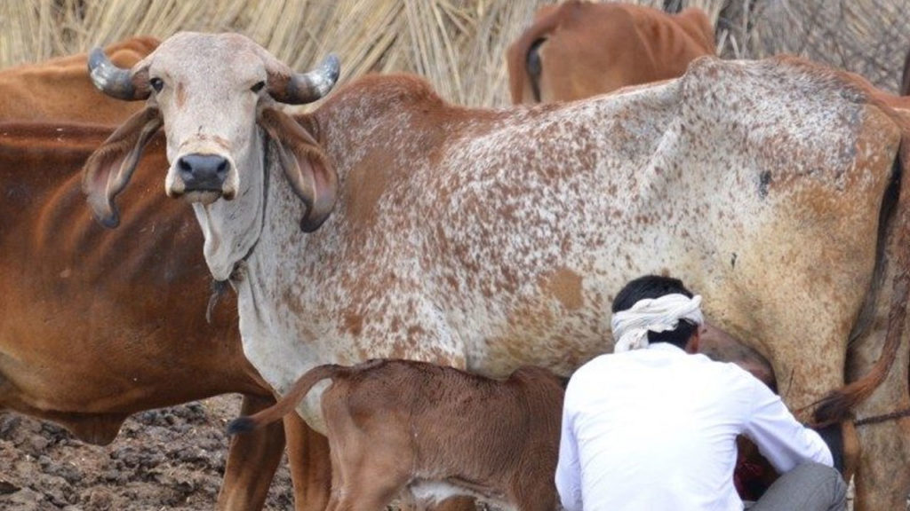 Declare Cow As 'Protected National Animal', Allahabad HC to Centre