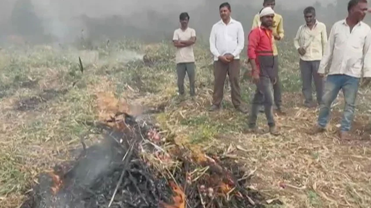 Maharashtra: సీఎంకు రక్తంతో ఆహ్వాన లేఖ రాసి, ఉల్లి పంటను తగలబెట్టిన రైతు Maharashtra: సీఎంకు రక్తంతో ఆహ్వాన లేఖ రాసి, ఉల్లి పంటను తగలబెట్టిన రైతు