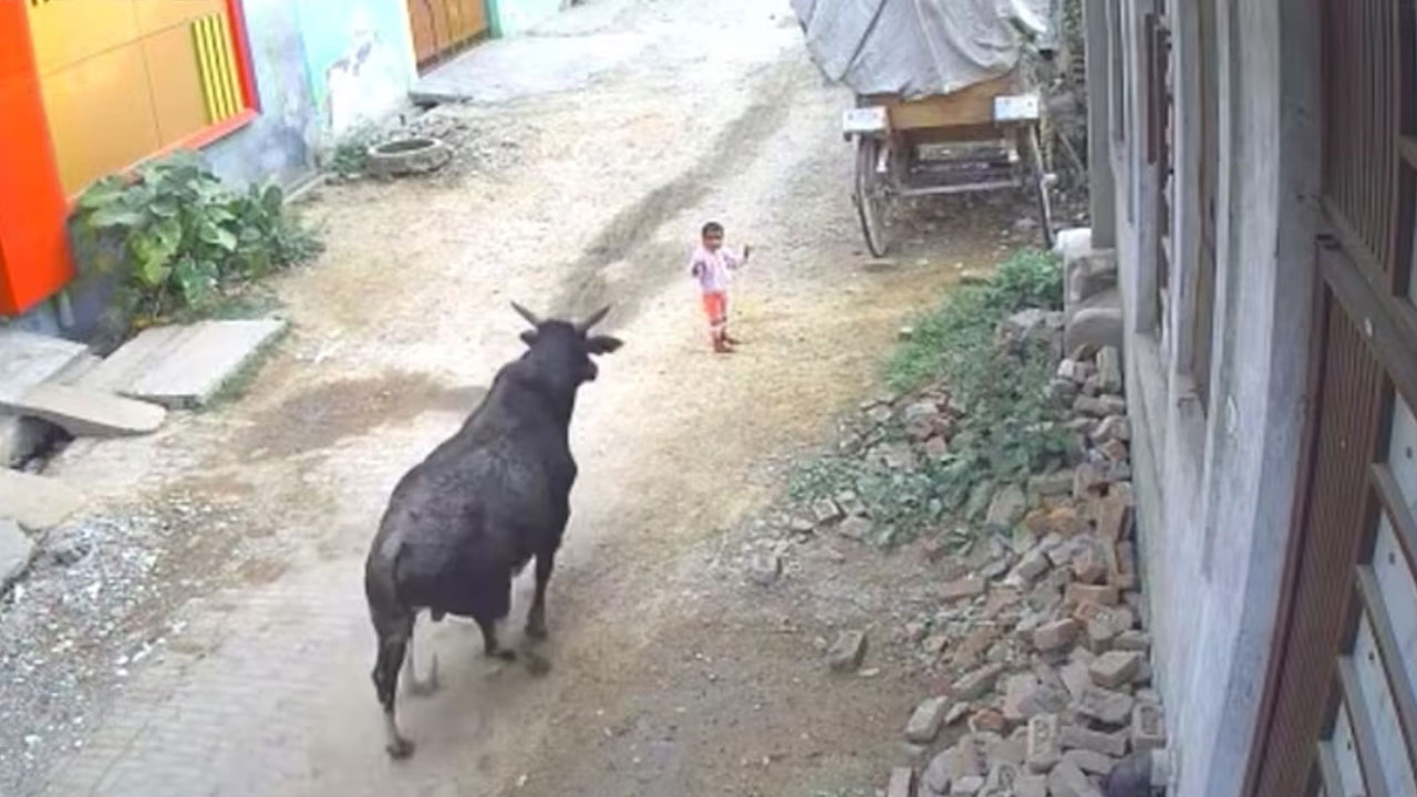 Viral Video: యూపీలో దారుణ ఘటన.. 4 ఏళ్ల చిన్నారిని కిరాతకంగా కుమ్మేసిన ఆంబోతు Viral Video: యూపీలో దారుణ ఘటన.. 4 ఏళ్ల చిన్నారిని కిరాతకంగా కుమ్మేసిన ఆంబోతు