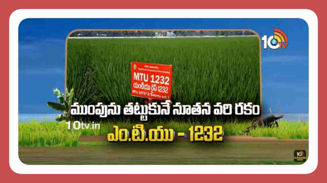 Varieties of Paddy : ముంపును తట్టుకునే నూతన వరి రకం Varieties of Paddy : ముంపును తట్టుకునే నూతన వరి రకం