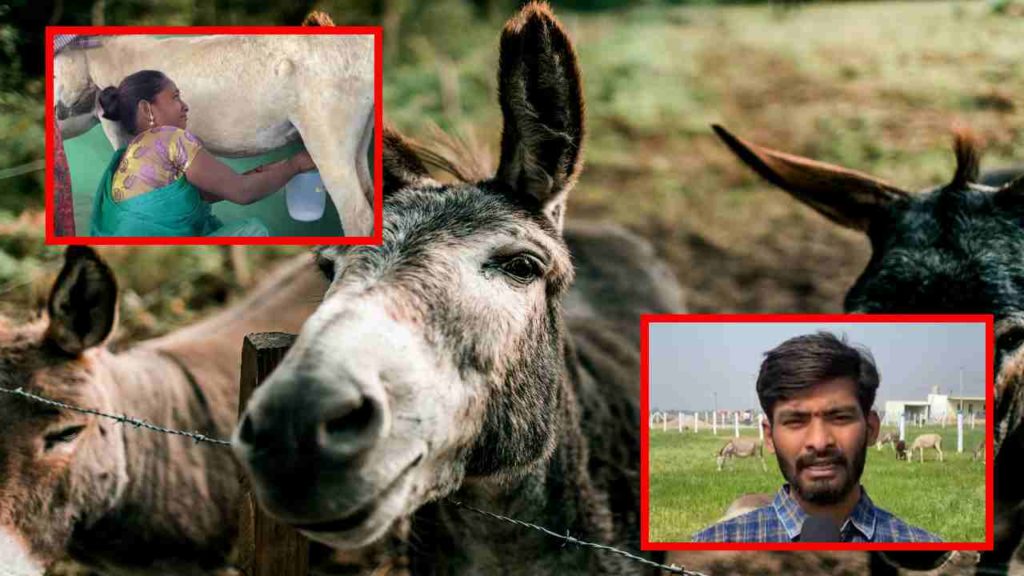 Young woman earning lakhs with donkey farm!