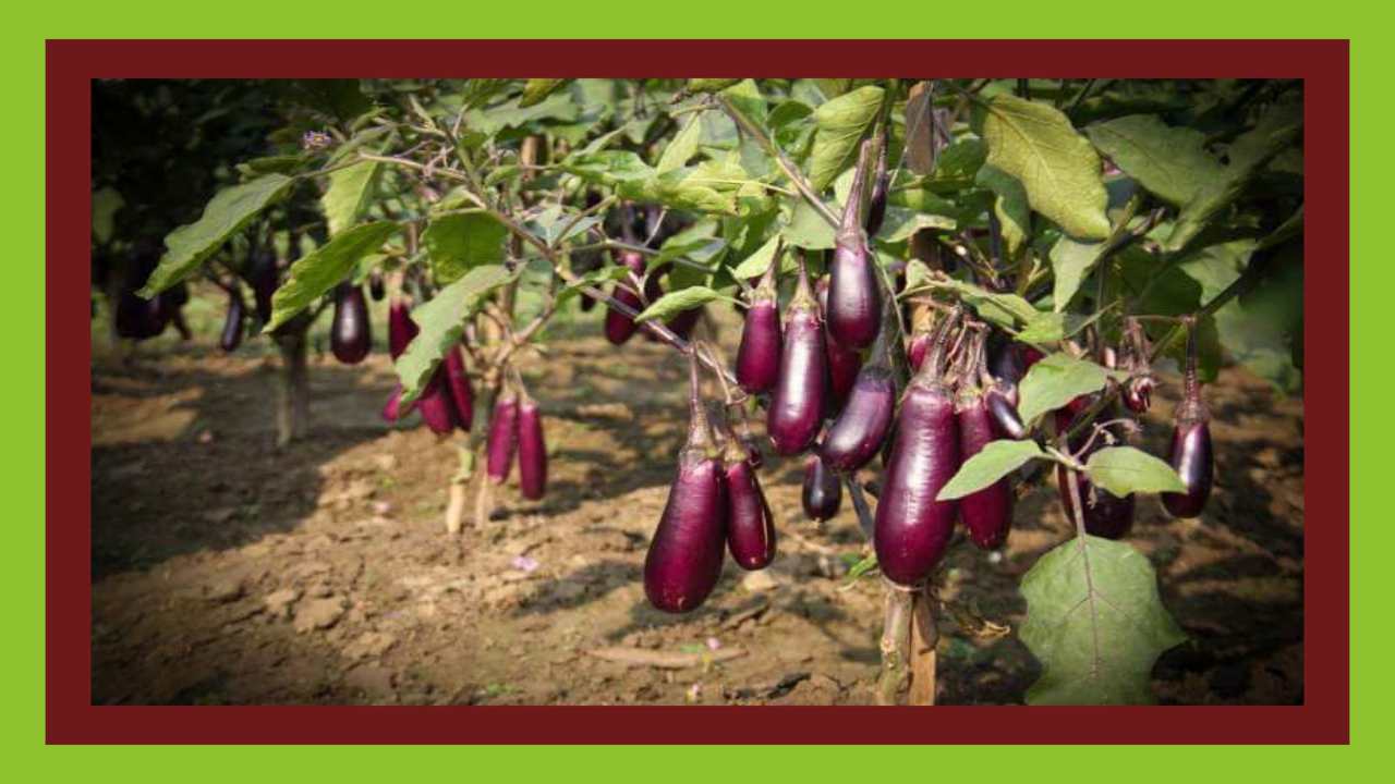 brinjal : వంగలో మొవ్వ, కాయతొలచు పురుగు నివారణ చర్యలు brinjal : వంగలో మొవ్వ, కాయతొలచు పురుగు నివారణ చర్యలు