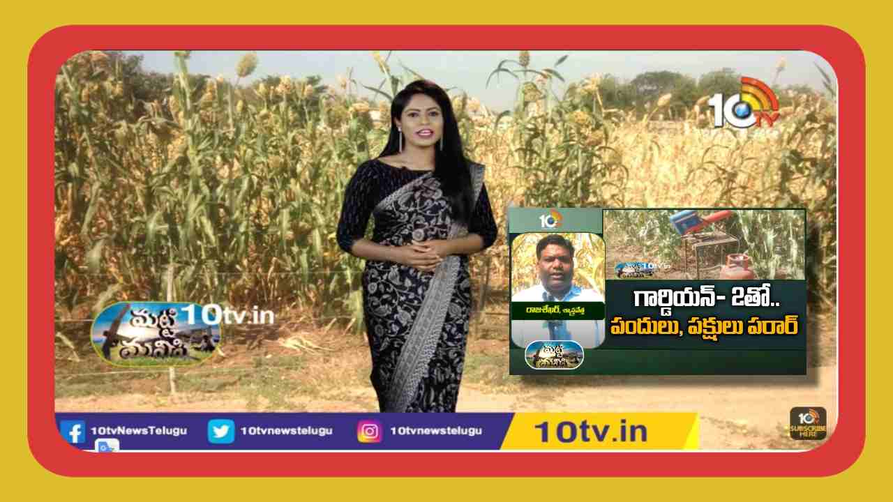 Crop Protection : అడవిపందులు, పక్షుల నుండి పంట రక్షణకోసం అందుబాటులోకి గార్డియన్ 2 పరికరం … Crop Protection : అడవిపందులు, పక్షుల నుండి పంట రక్షణకోసం అందుబాటులోకి గార్డియన్ 2 పరికరం …