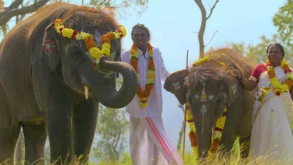 The Elephant Whisperers Elephants missing in Forest on Oscar Winning day