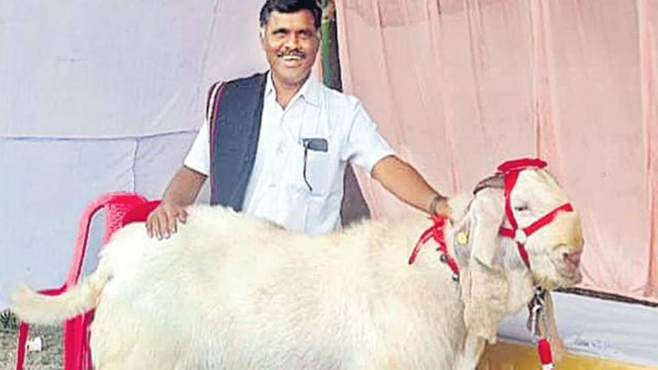 Costly Goat: తగ్గేదేలే..! వయస్సు మూడేళ్లు.. ధర రూ. 6లక్షలు.. Costly Goat: తగ్గేదేలే..! వయస్సు మూడేళ్లు.. ధర రూ. 6లక్షలు..