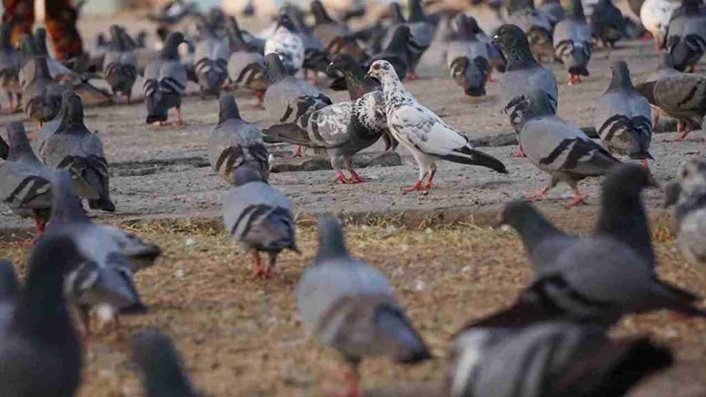 pigeons