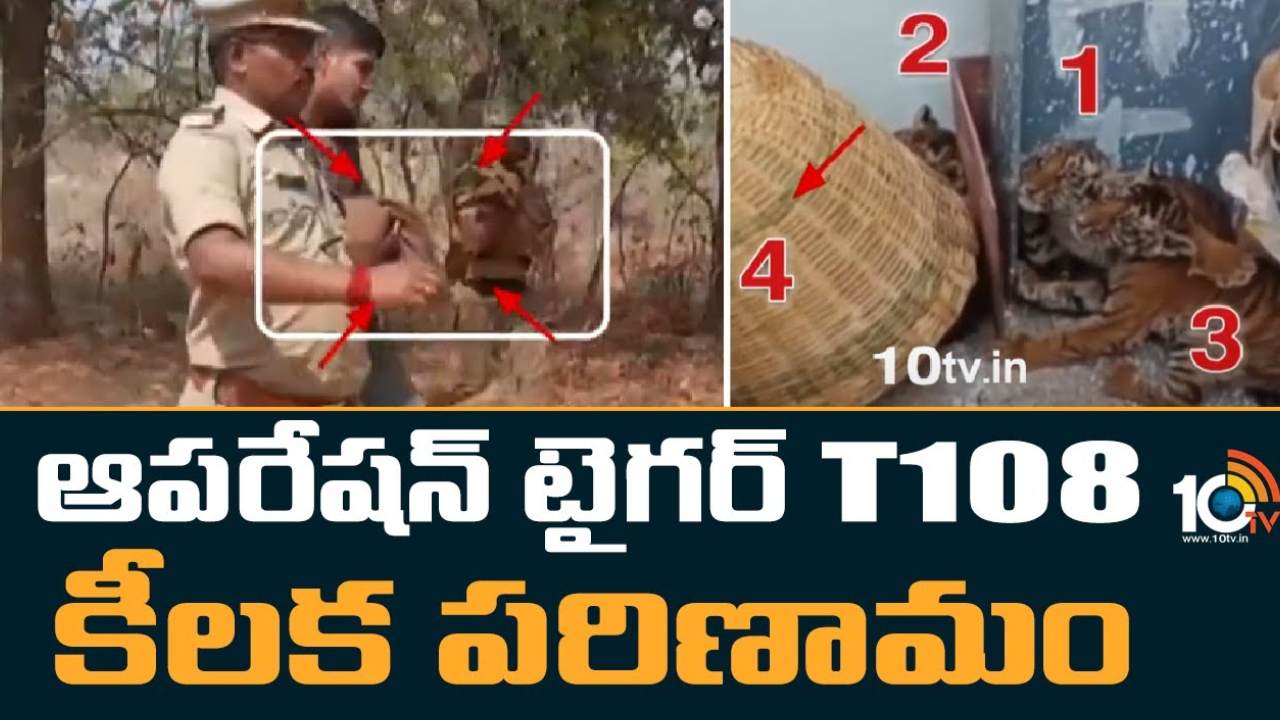 Operation Tiger T108 : నంద్యాల జిల్లా ‘ఆపరేషన్ టైగర్ T108’లో కీలక పరిణామం.. పులి పిల్లలను అటవీప్రాంతంలోకి తరలించిన అధికారులు Operation Tiger T108 : నంద్యాల జిల్లా ‘ఆపరేషన్ టైగర్ T108’లో కీలక పరిణామం.. పులి పిల్లలను అటవీప్రాంతంలోకి తరలించిన అధికారులు