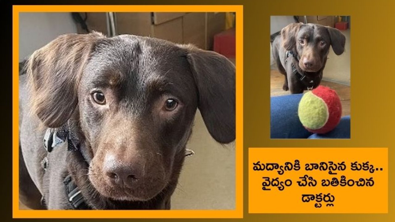 Alcoholic Dog : యజమాని మరణం, మద్యానికి బానిసైన కుక్క Alcoholic Dog : యజమాని మరణం, మద్యానికి బానిసైన కుక్క