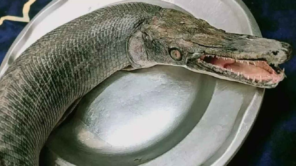 Alligator Gar Fish