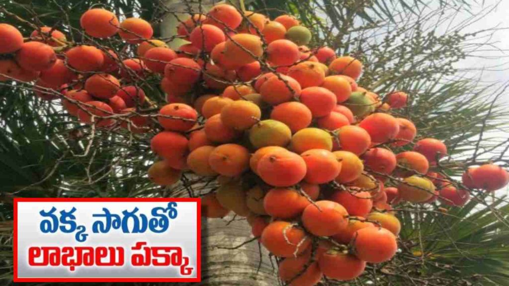 Areca nut Cultivation