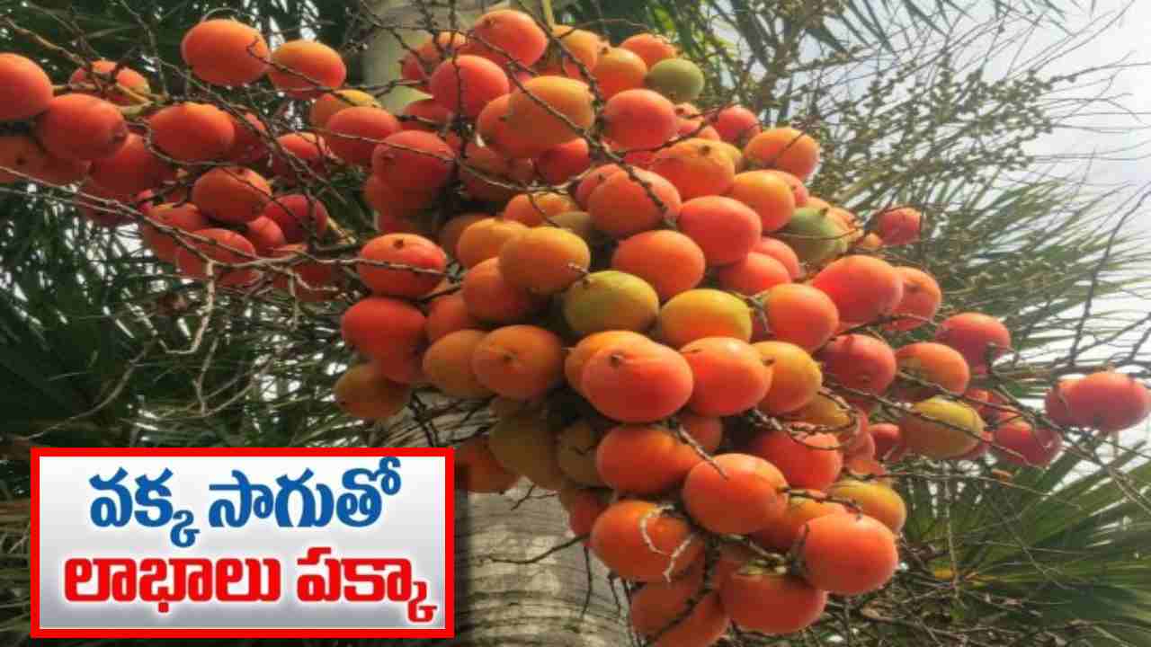 Areca nut Cultivation : ఒక్కసారి నాటితే 20 ఏళ్ల వరకు దిగుబడి.. వక్కసాగుతో లాభాలు పక్కా Areca nut Cultivation : ఒక్కసారి నాటితే 20 ఏళ్ల వరకు దిగుబడి.. వక్కసాగుతో లాభాలు పక్కా
