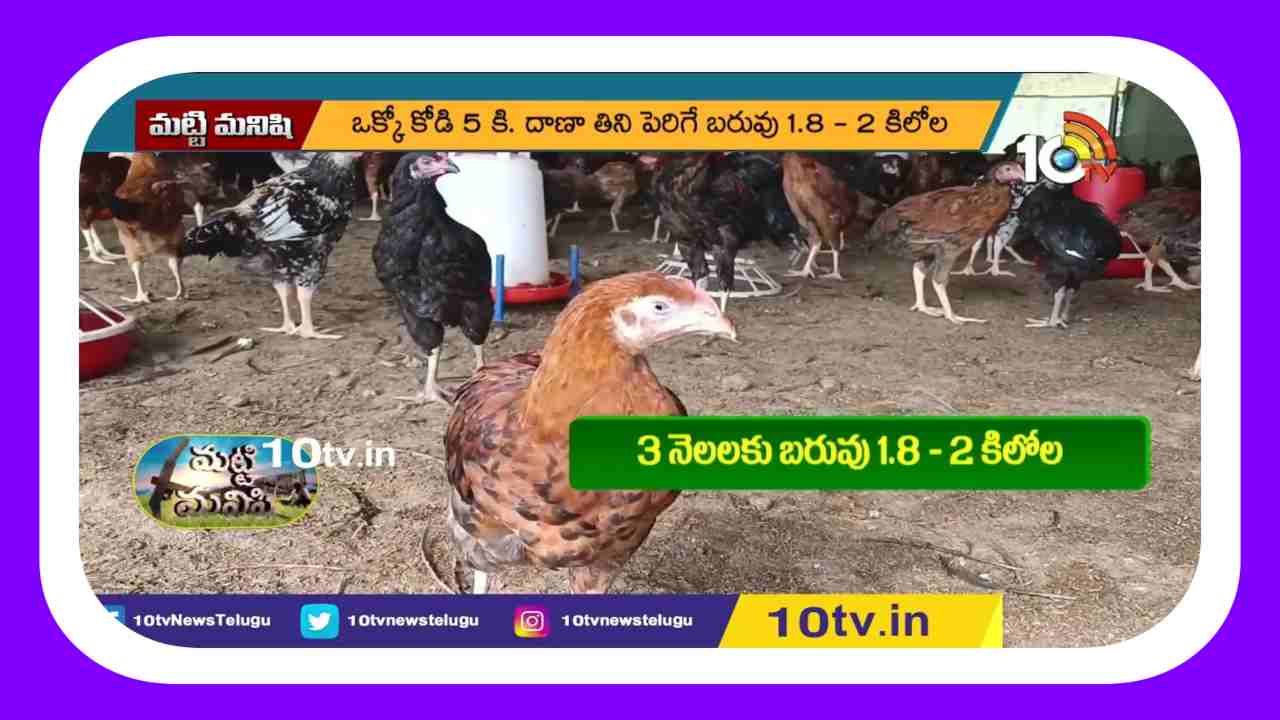 Asil Chicken Farming : ఆసిల్ కోళ్ల పెంపకంతో.. ఏడాదికి రూ. 5 కోట్ల టర్నోవర్ Asil Chicken Farming : ఆసిల్ కోళ్ల పెంపకంతో.. ఏడాదికి రూ. 5 కోట్ల టర్నోవర్