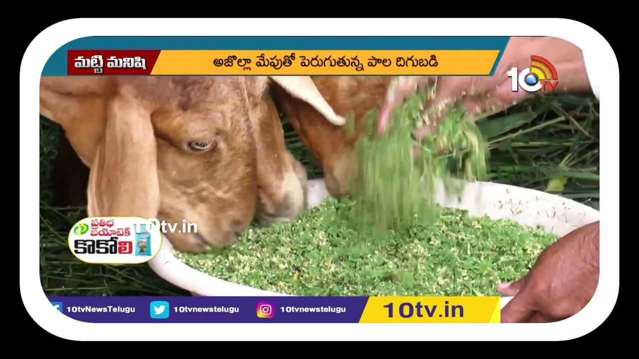 Azolla Cultivation : పాడిపశువవులు, కోళ్లు, జీవాలకు మేతగా అజొల్లా.. అజొల్లా సాగుతో తగ్గనున్న పశుగ్రాసం ఖర్చు Azolla Cultivation : పాడిపశువవులు, కోళ్లు, జీవాలకు మేతగా అజొల్లా.. అజొల్లా సాగుతో తగ్గనున్న పశుగ్రాసం ఖర్చు